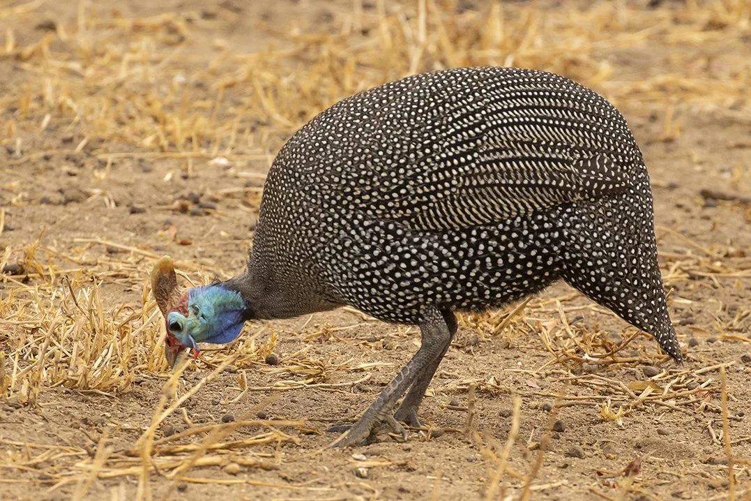 HELMETED_GUINEAFOWL_04.jpg