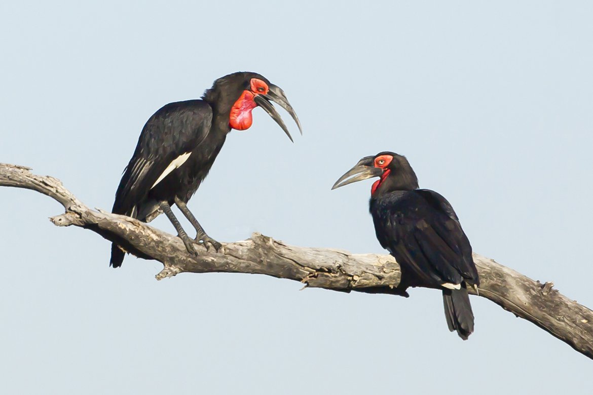 SOUTHERN_GROUND_HORNBILL_01.jpg