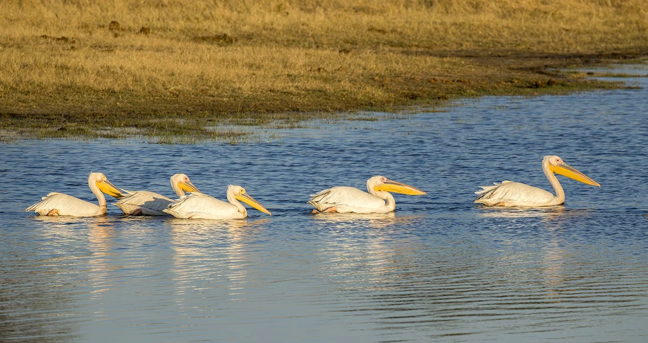 GREAT_WHITE_PELICAN_07.jpg