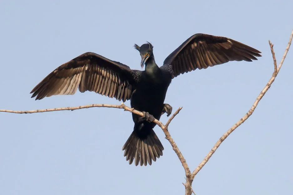 DOUBEL-CRESTED CORMORANT