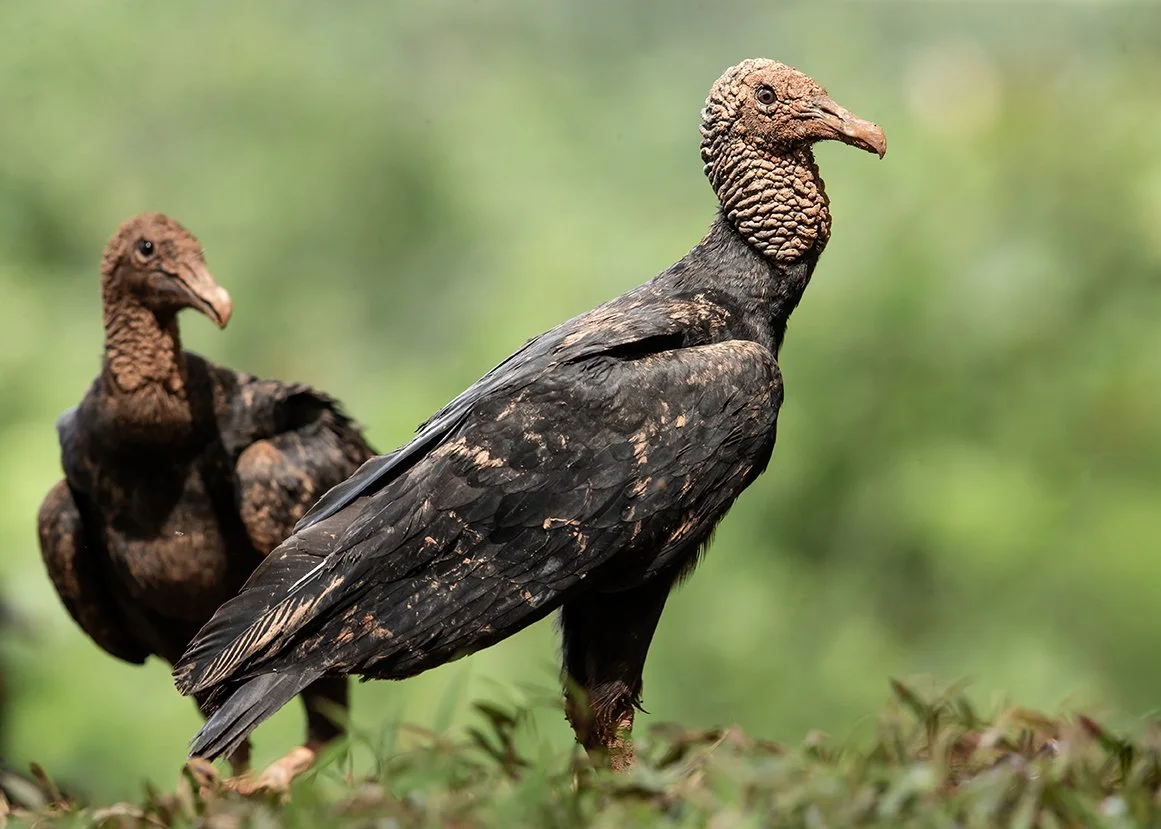 BLACK VULTURE_04.jpg