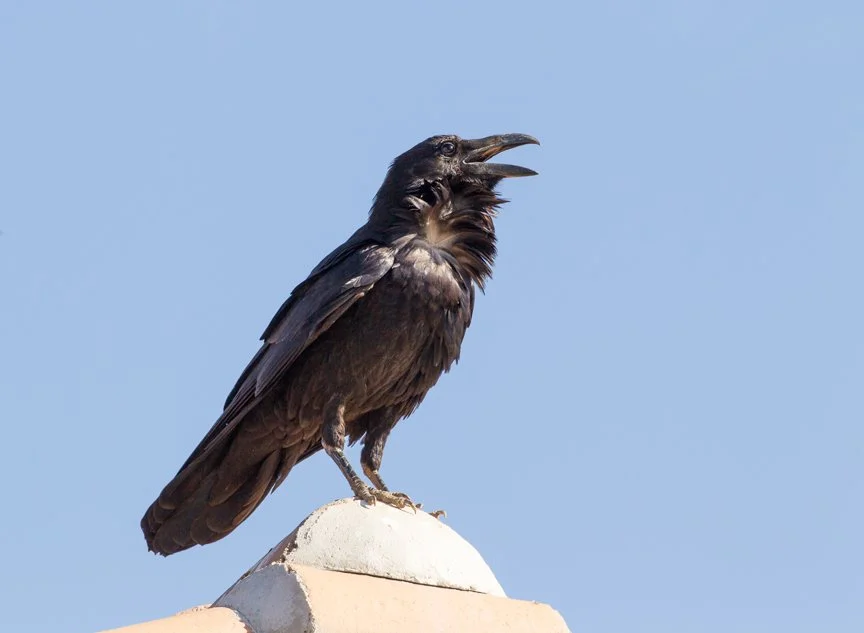CHIHUAHUAN RAVEN