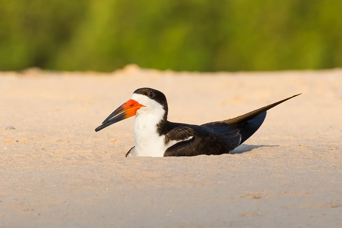 BLACK_SKIMMER_10.jpg