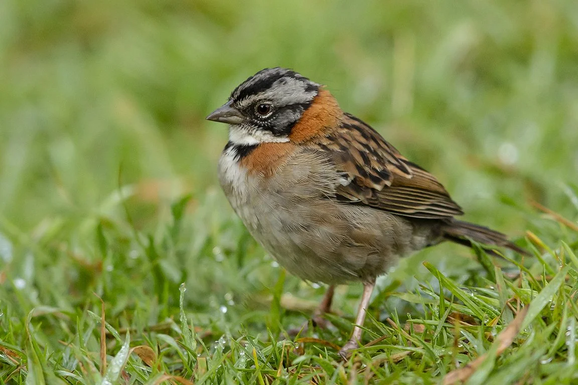 RUFOUS-COLORED SPARROW_02.jpg