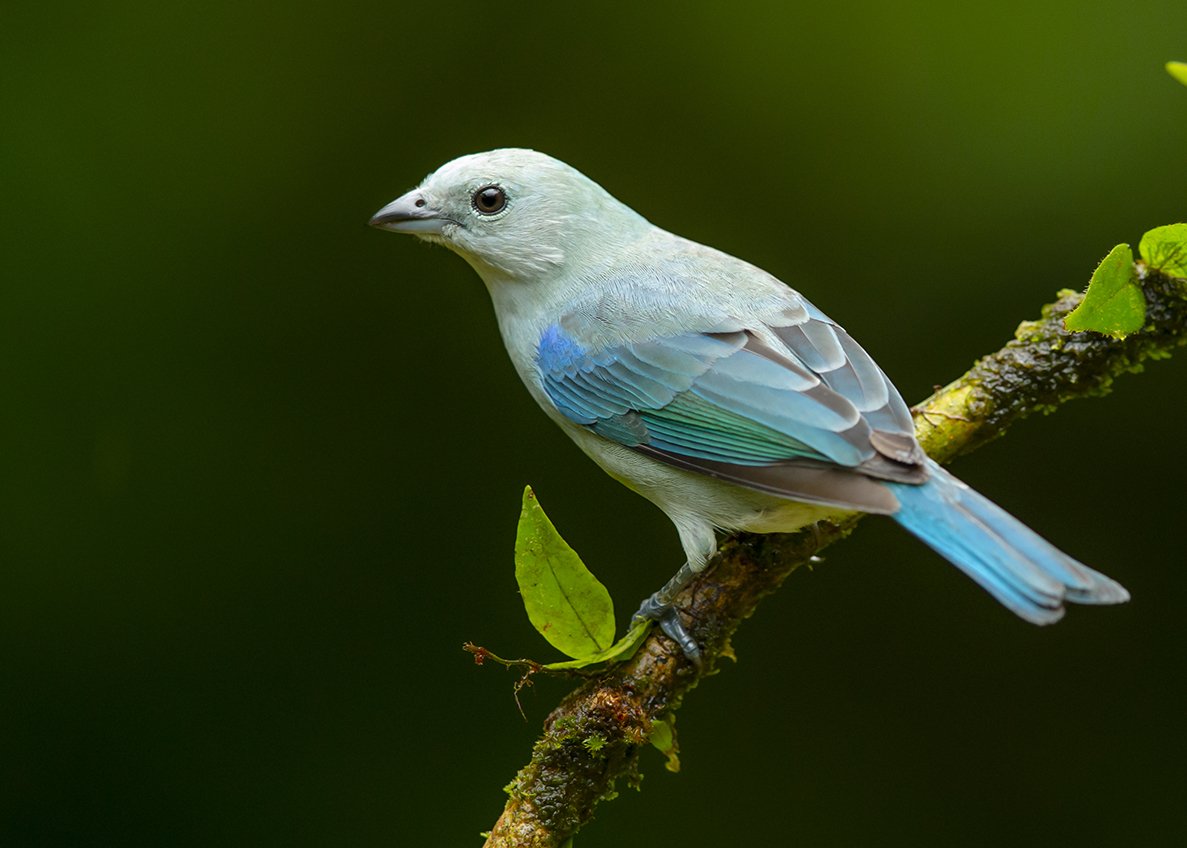 BLUE-GRAY_TANAGER_03.jpg
