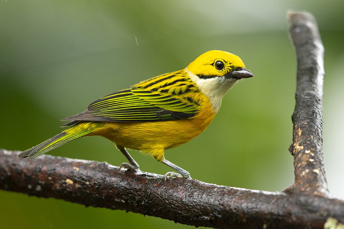 SILVER_THROATED_TANAGER_05.jpg