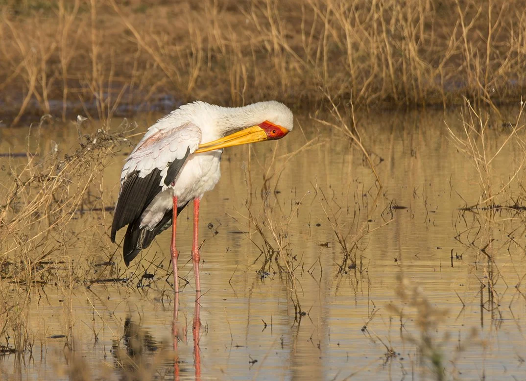 YELLOW-BILLED STORK_05.jpg