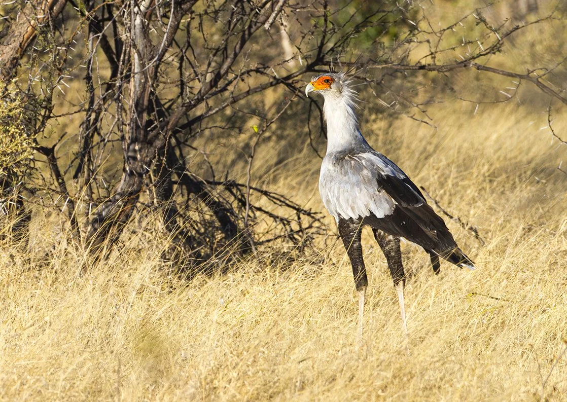 SECRETARY_BIRD_06.jpg
