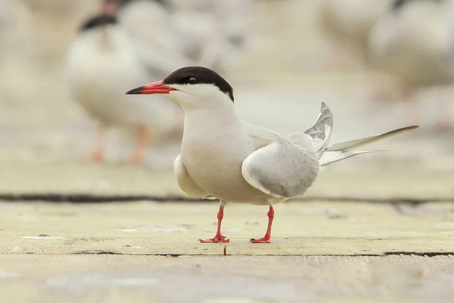 COMMON TERN