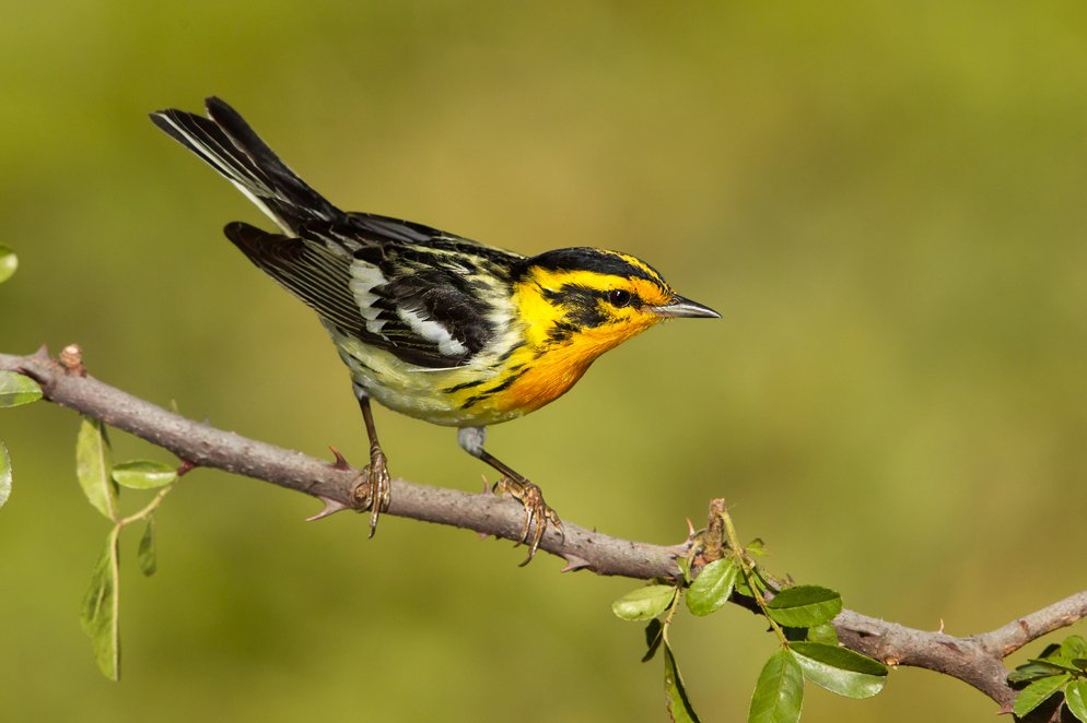 BLACKBURNIAN WARBLER