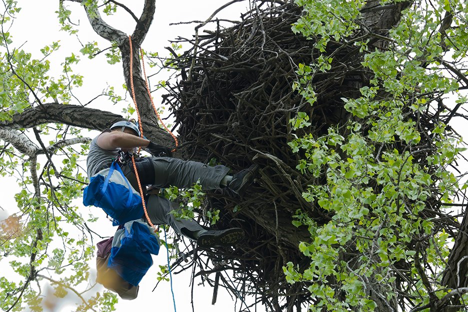 BALD_EAGLE_CONSERVATION_04.jpg