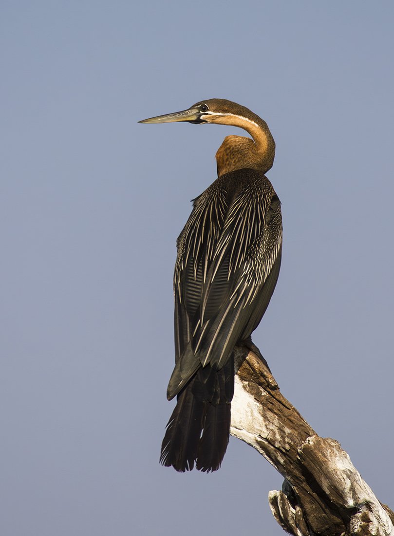 AFRICAN_DARTER_02.jpg