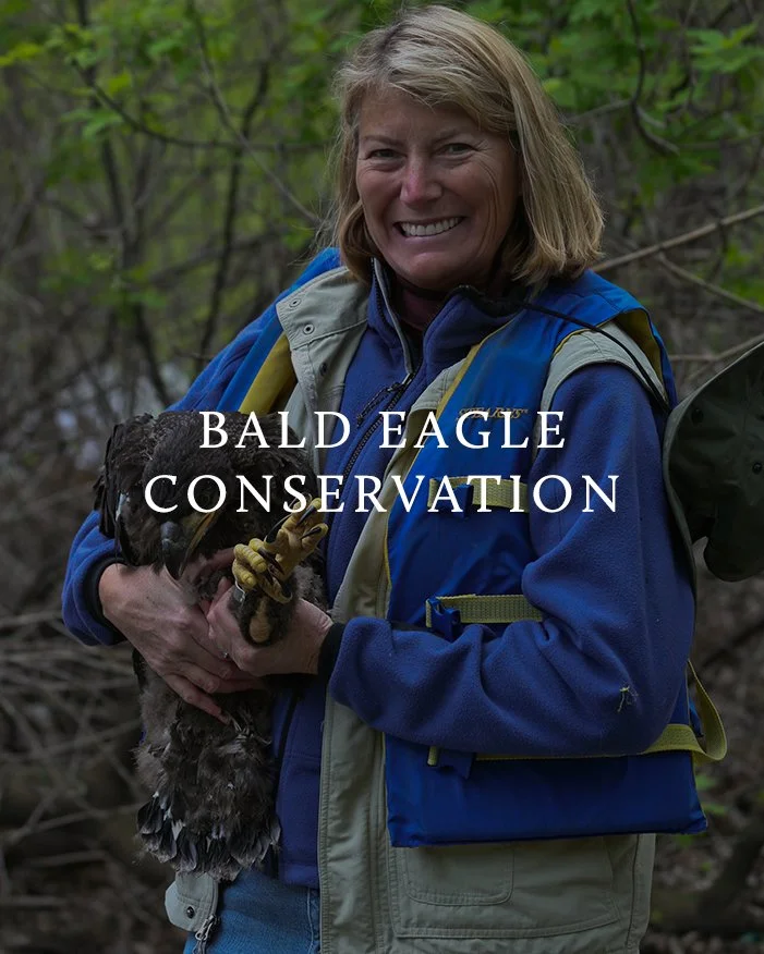 BALD_EAGLE_CONSERVATION_12b.jpg