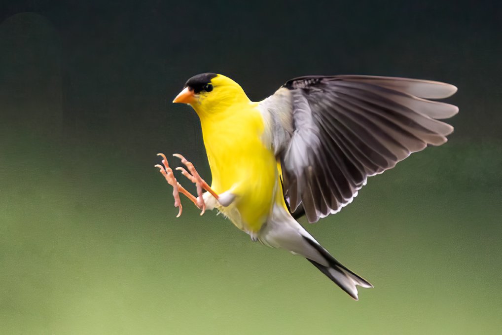 AMERICAN GOLDFINCH