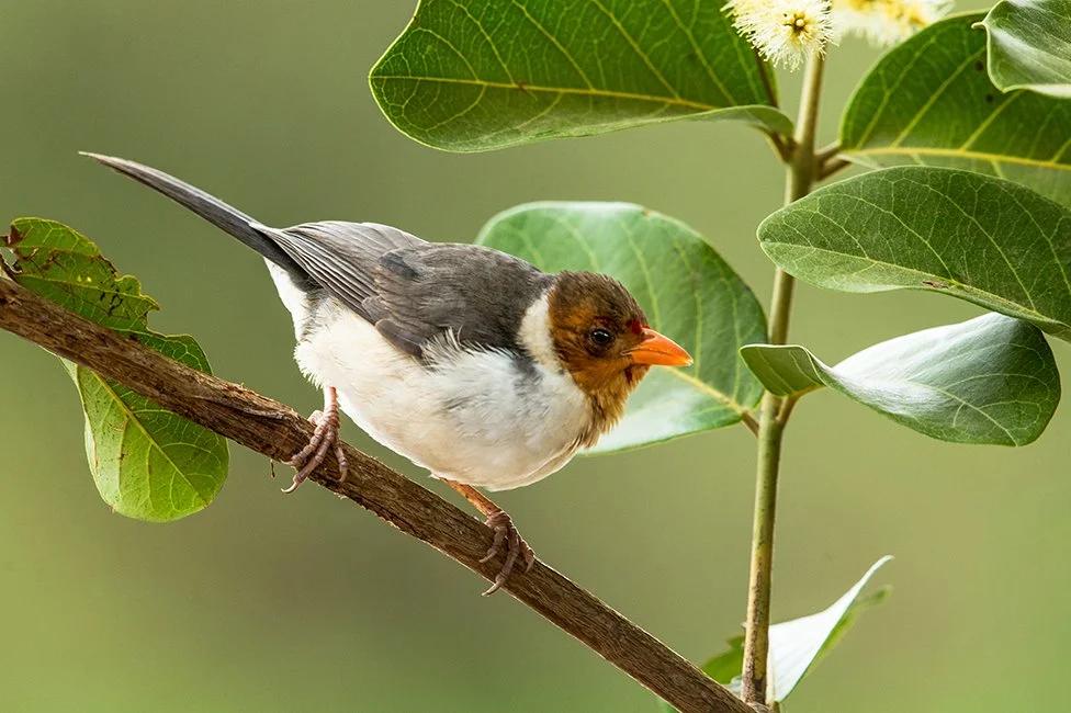 YELLOW_BILLED_TANAGER_02.jpg