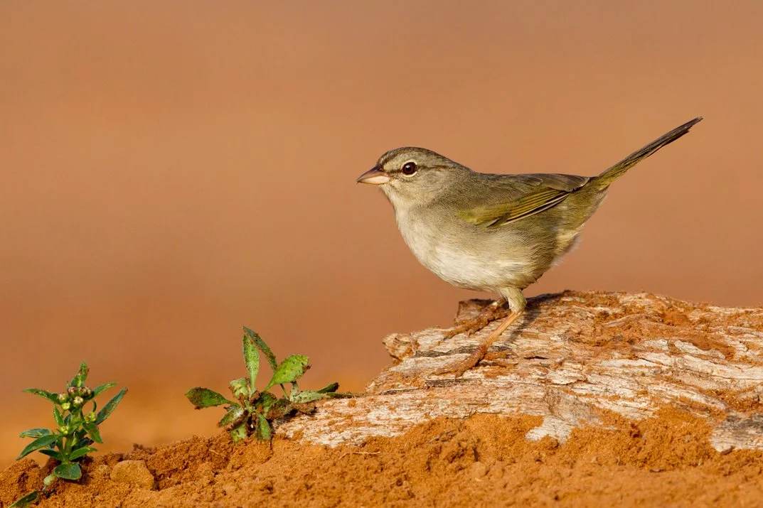 OLIVE SPARROW