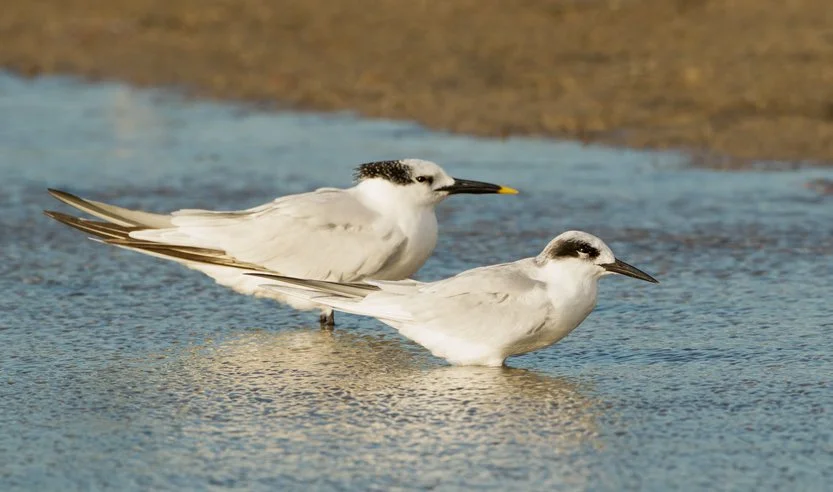 SANDWICH TERN