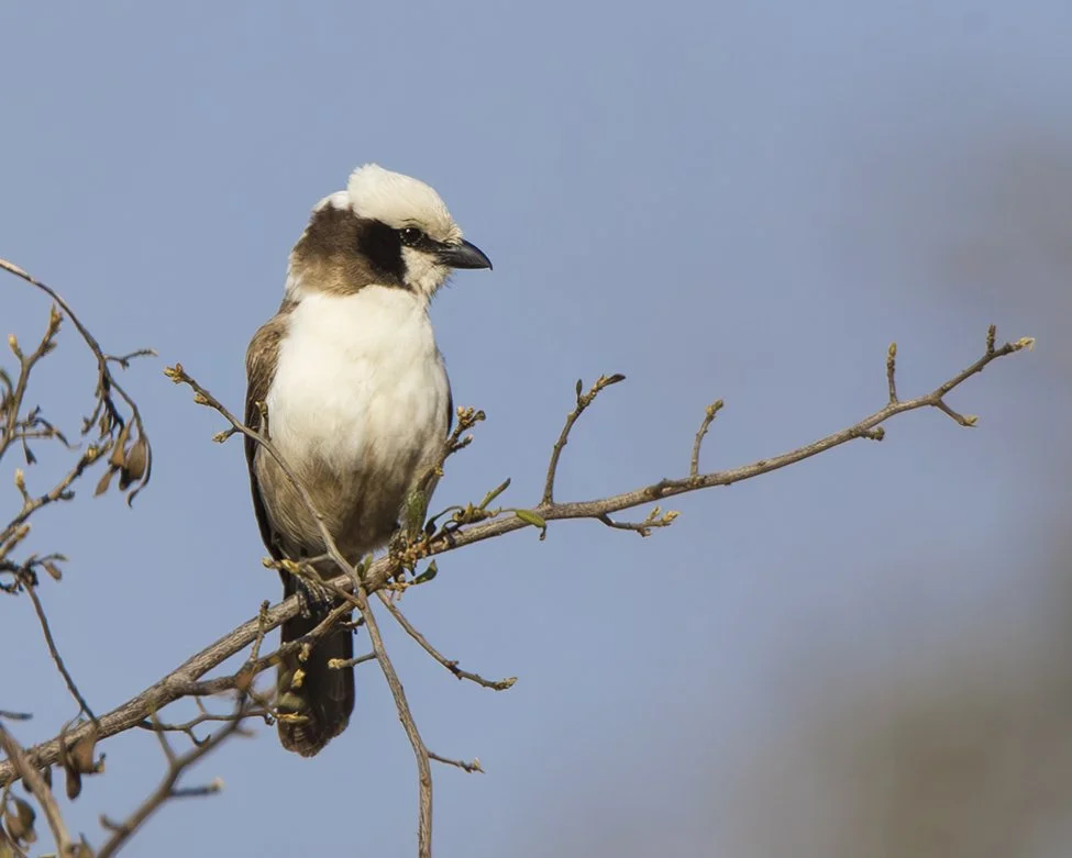 SOUTHERN WHITE-CROWNED SHRIKE