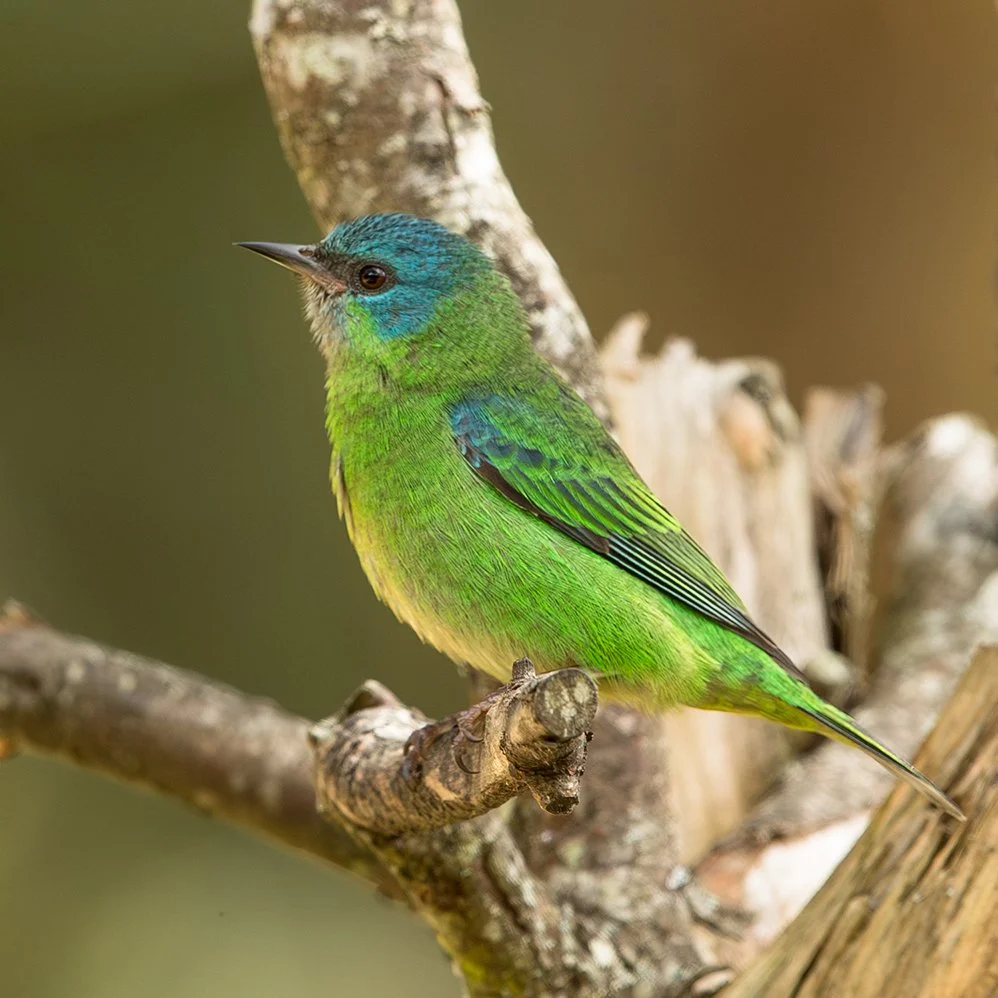 BLUE DACNIS_02.jpg