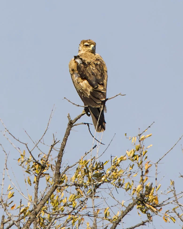 TAWNY_EAGLE_01.jpg