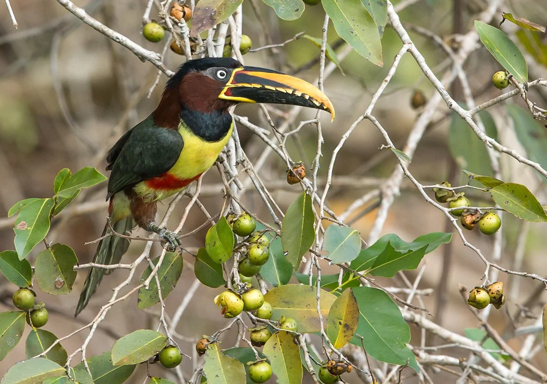 BLACK-NECKED ARACARI