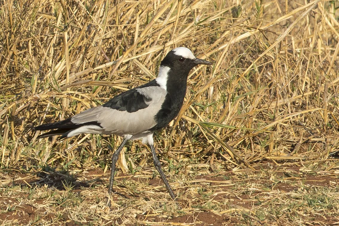 BLACKSMITH_LAPWING_04.jpg