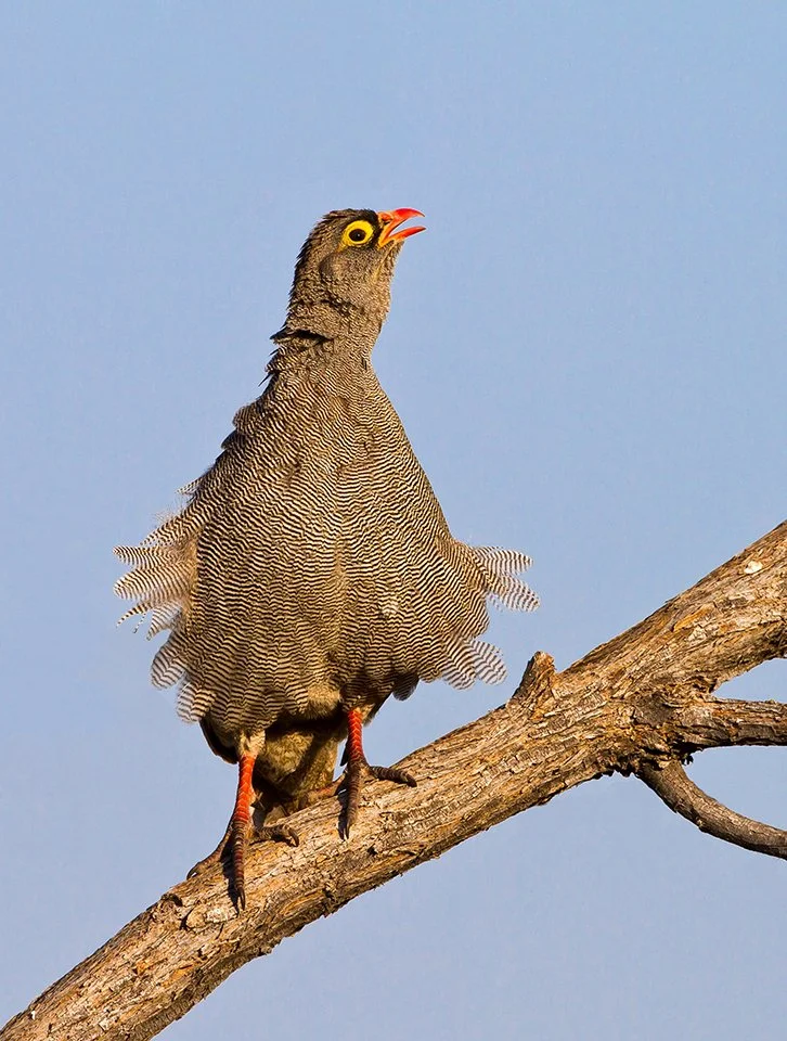 RED_BILLED_SPURFOWL_01.jpg