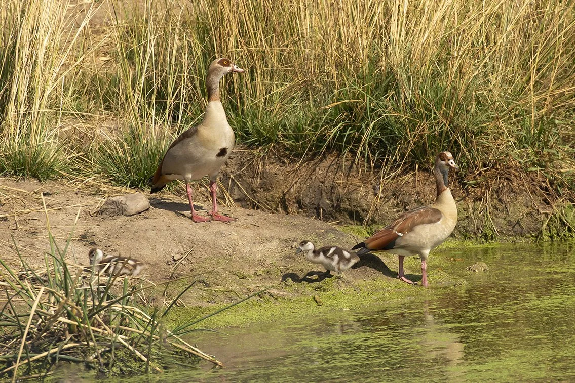 EGYPTIAN_GOOSE_03.jpg