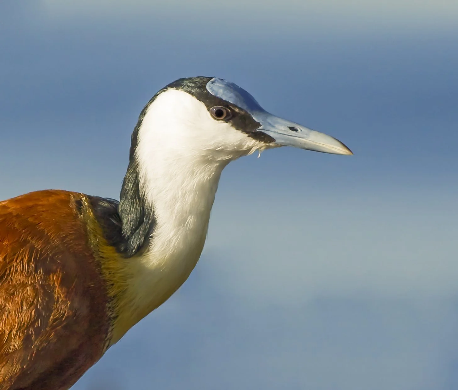 AFRICAN_JACANA_04.jpg