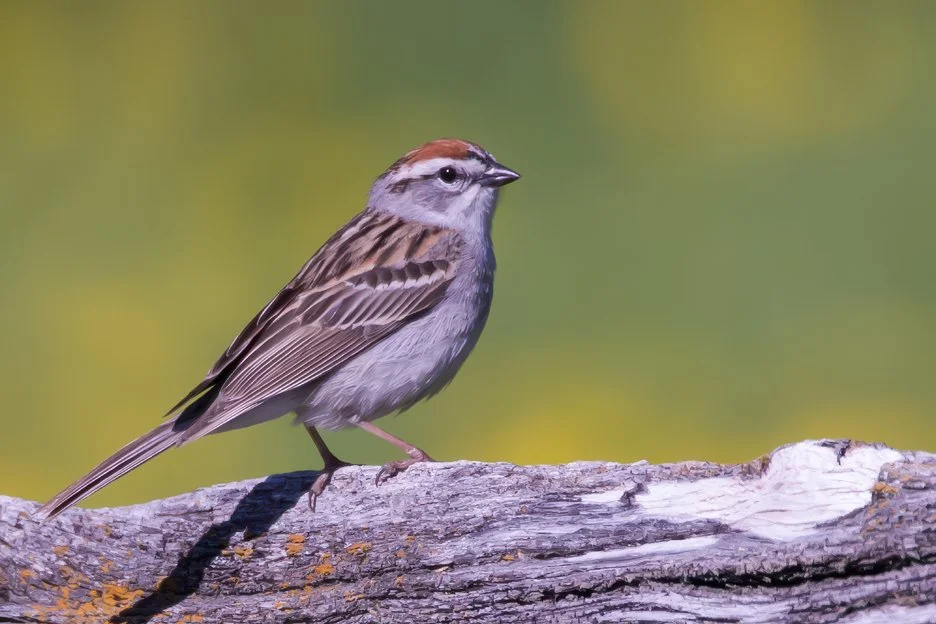 CHIPPING SPARROW