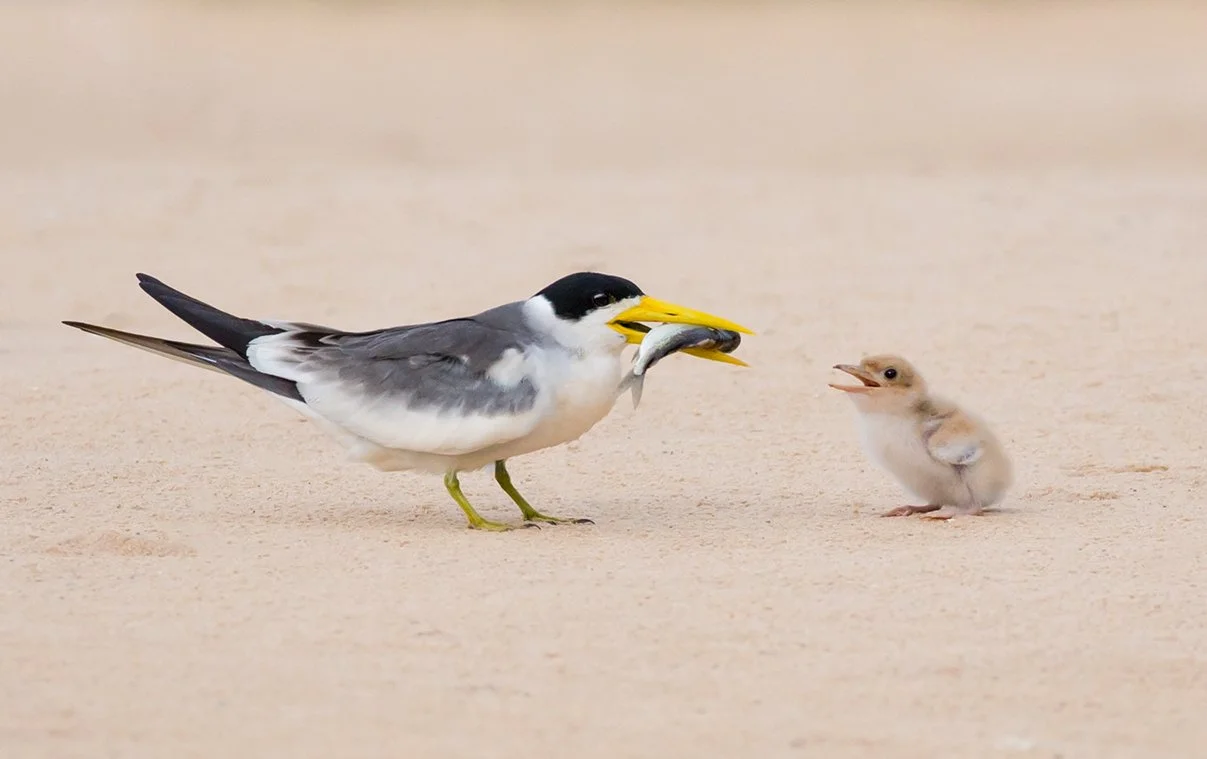 LARGE_BILLED_TERN_07.jpg