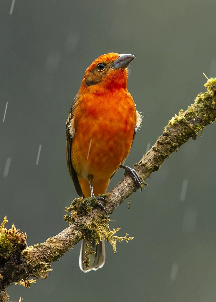 FLAME_COLORED_TANAGER_01.jpg