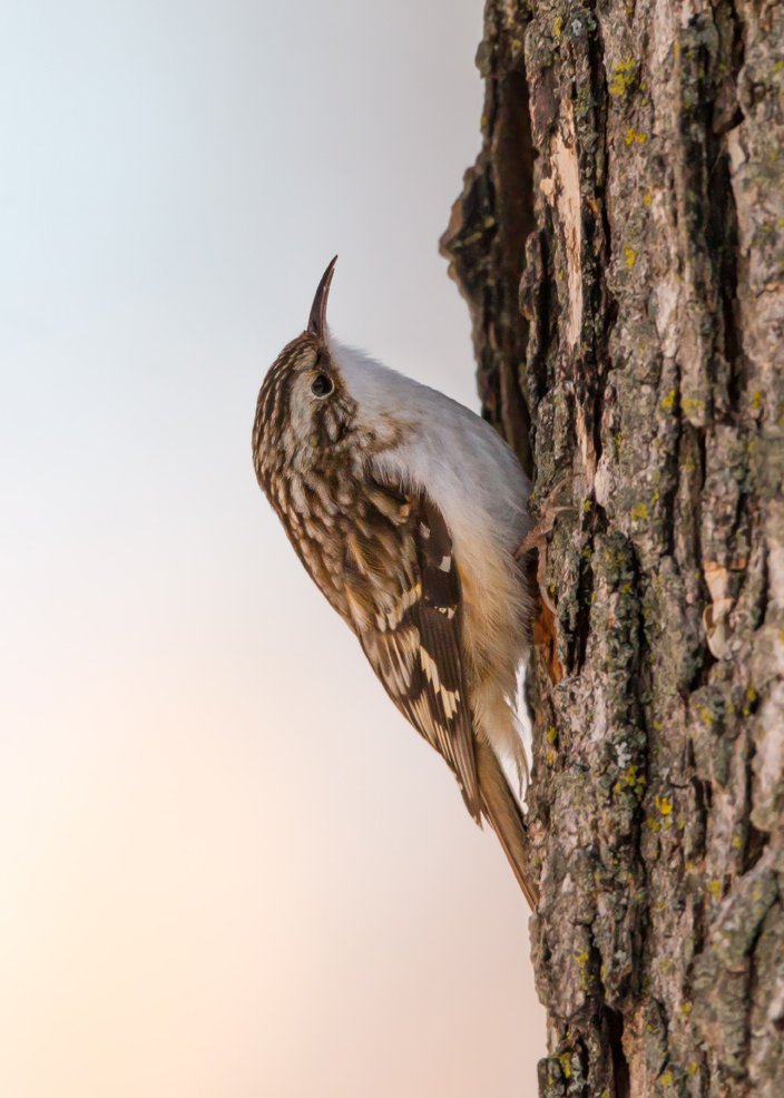 BROWN CREEPER