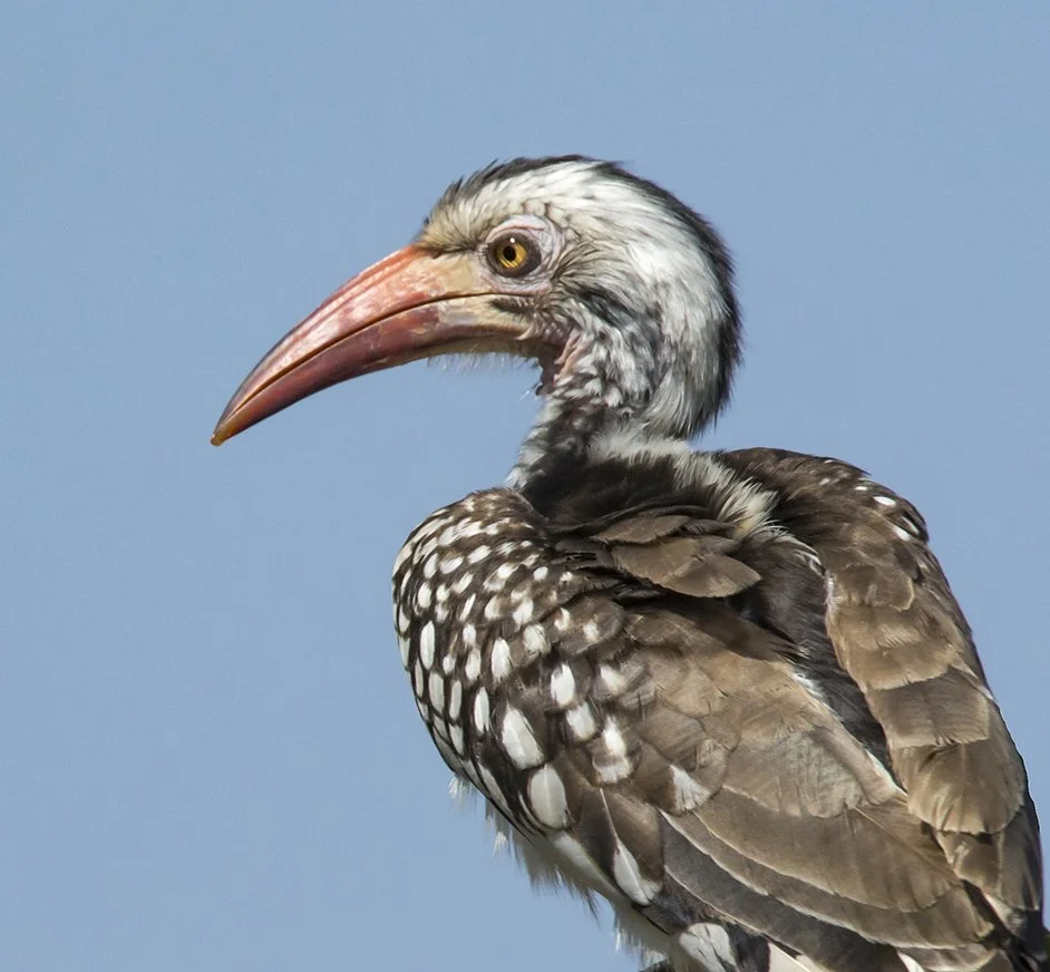 SOUTHERN_RED_BILLED_HORNBILL_06.jpg