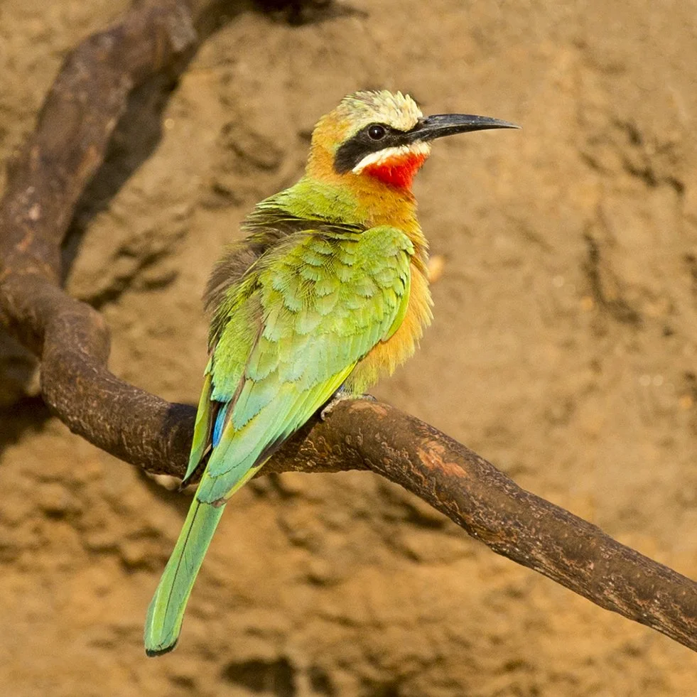 WHITE_FRONTED_BEE_EATER_04.jpg