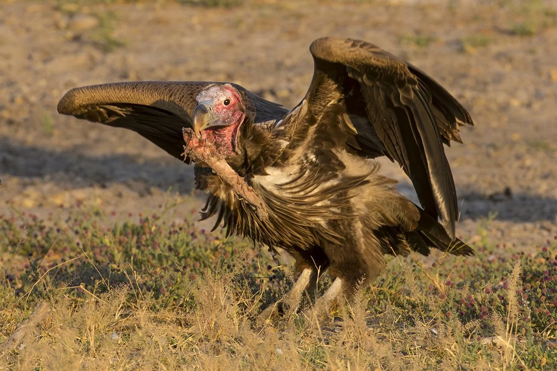 LAPPET_FACED_VULTURE_03.jpg