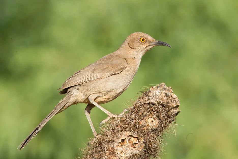 CURVE-BILLED THRASHER