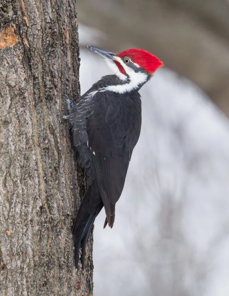 PILEATED WOODPECKER