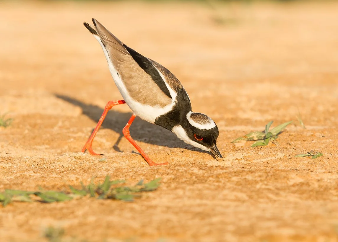PIED_PLOVER_02.jpg