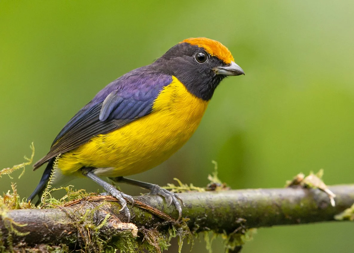 TAWNY_CAPPED_EUPHONIA_01.jpg