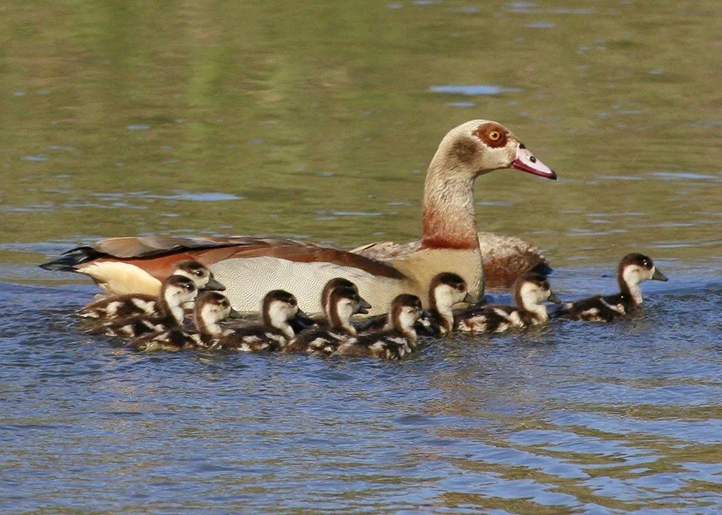 EGYPTIAN_GOOSE_05.jpg