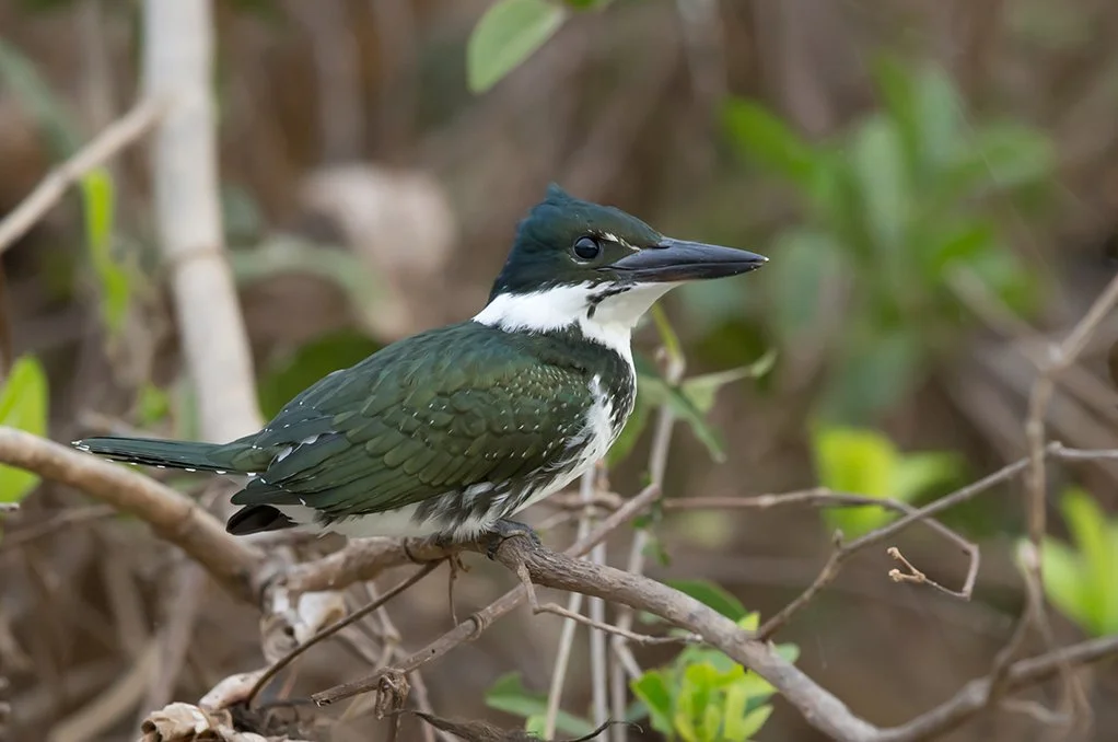 AMAZON_KINGFISHER_05.jpg