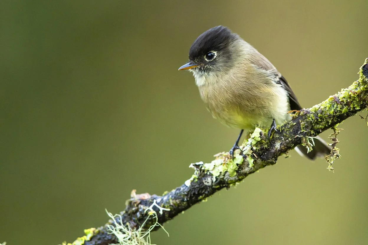 MOUNTAIN ELAENIA