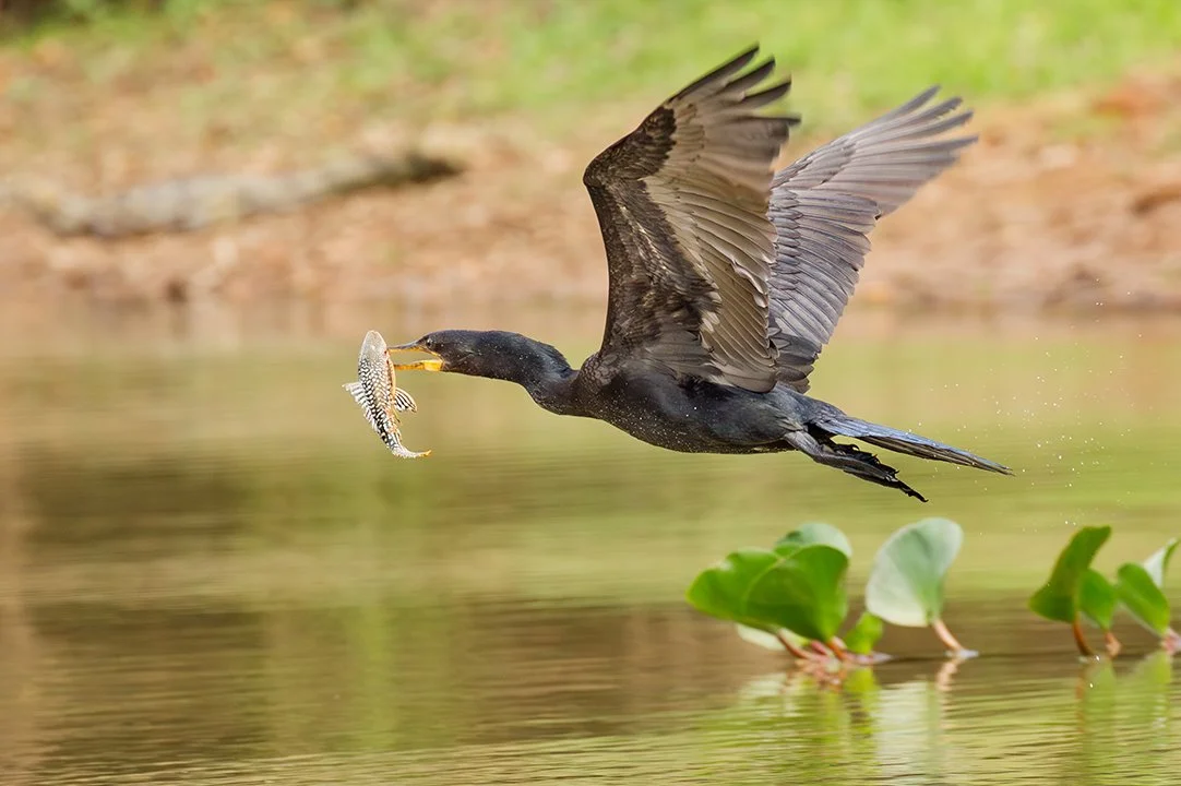 NEOTROPIC_CORMORANT_04.jpg