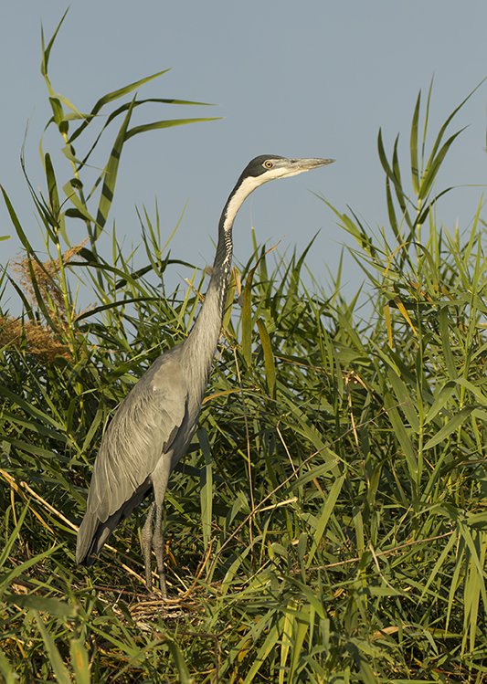 BLACK-HEADED_HERON_05.jpg