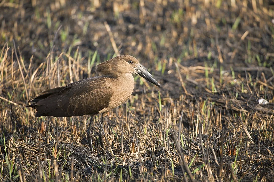 HAMERKOP_08.jpg
