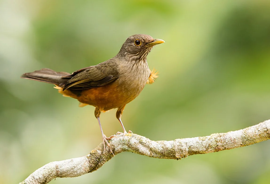 RUFOUS-BELLIED THRUSH