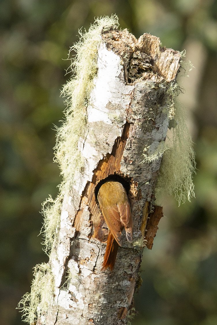 SPOT_CROWNED_WOODPECKER_01.jpg
