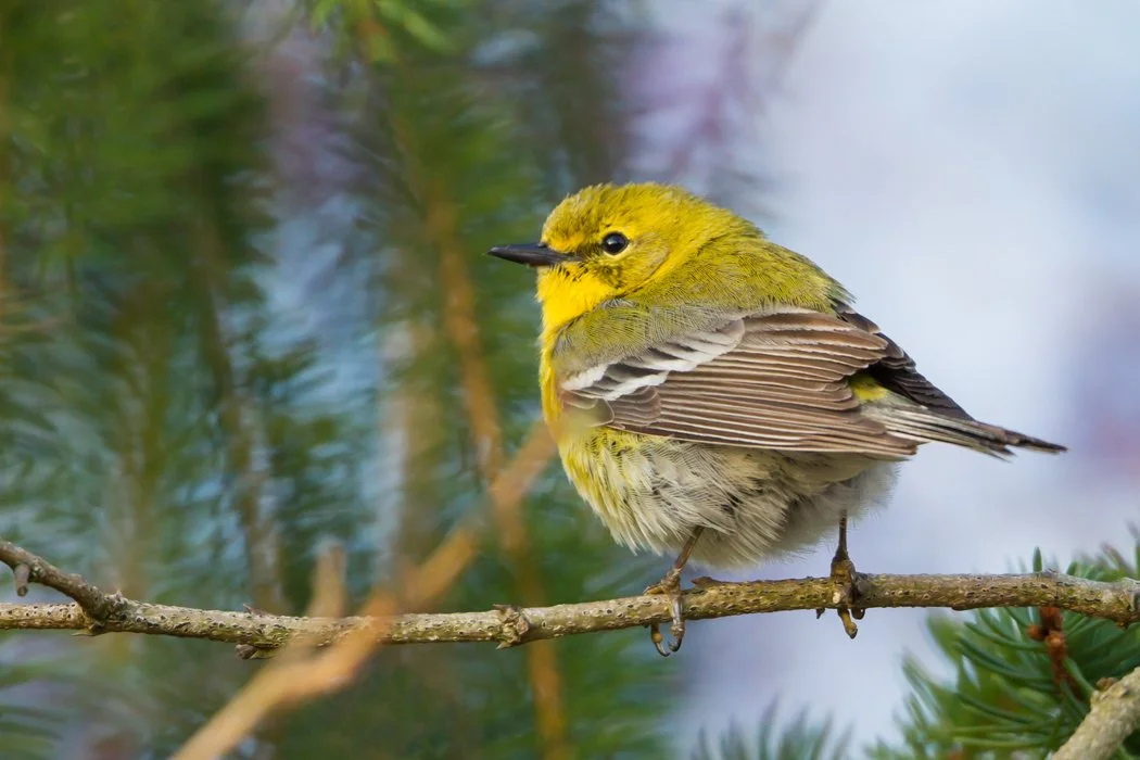 PINE WARBLER