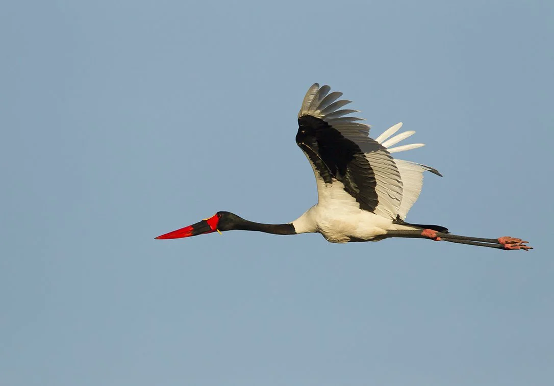 SADDLE_BILLED_STORK_06.jpg